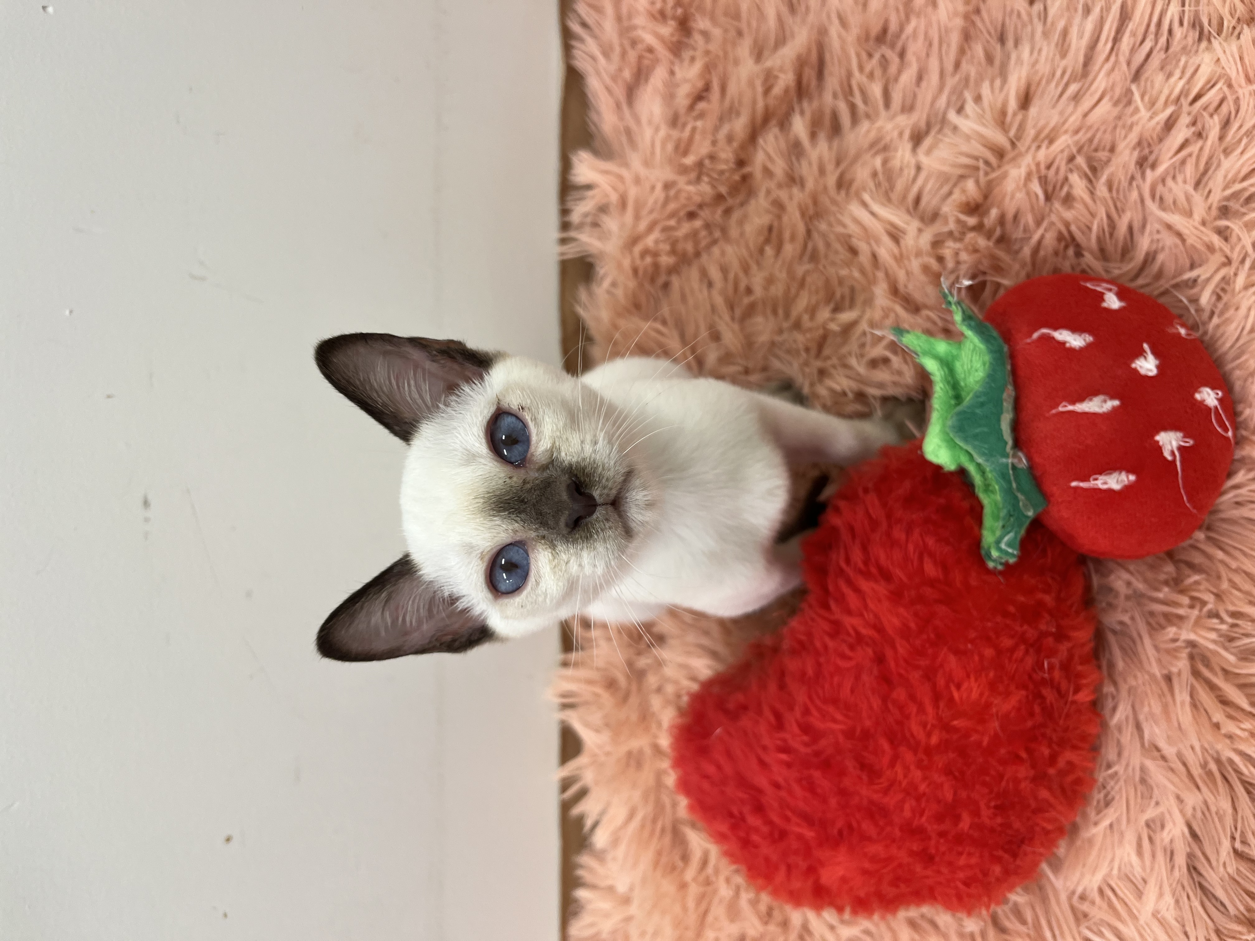 静岡県のトンキニーズ (ペッツワン磐田店/2026年1月9日生まれ/女の子/プラチナポイント)の子猫